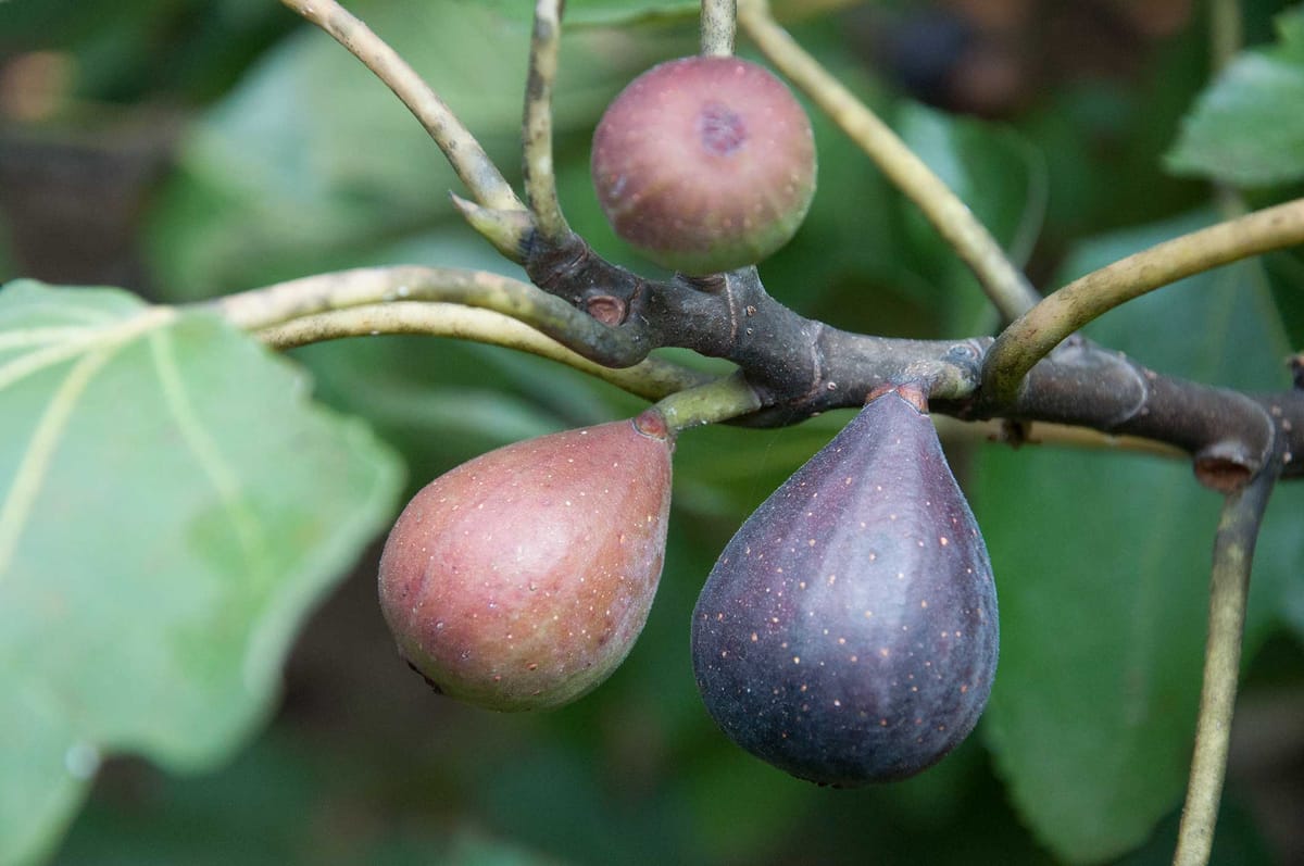 Figs, Faith, and Thanksgiving