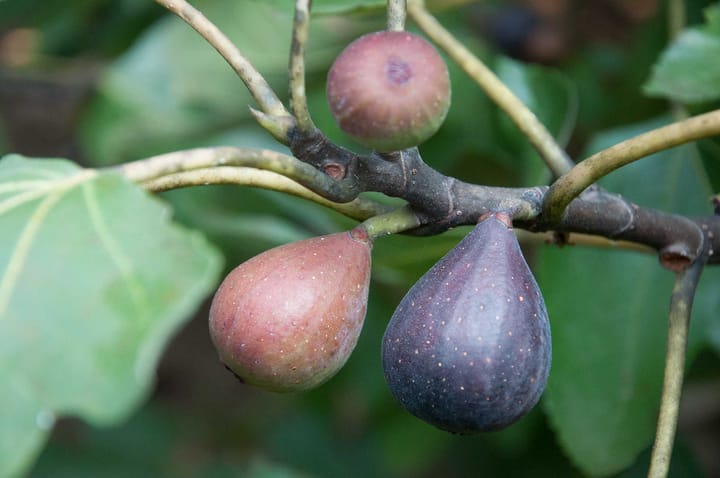 Figs, Faith, and Thanksgiving